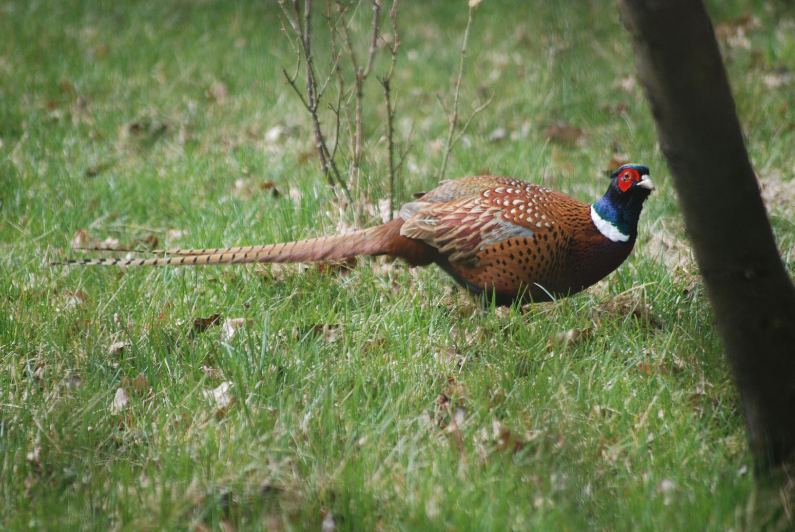 Bażant - mało rozgarnięty ptak