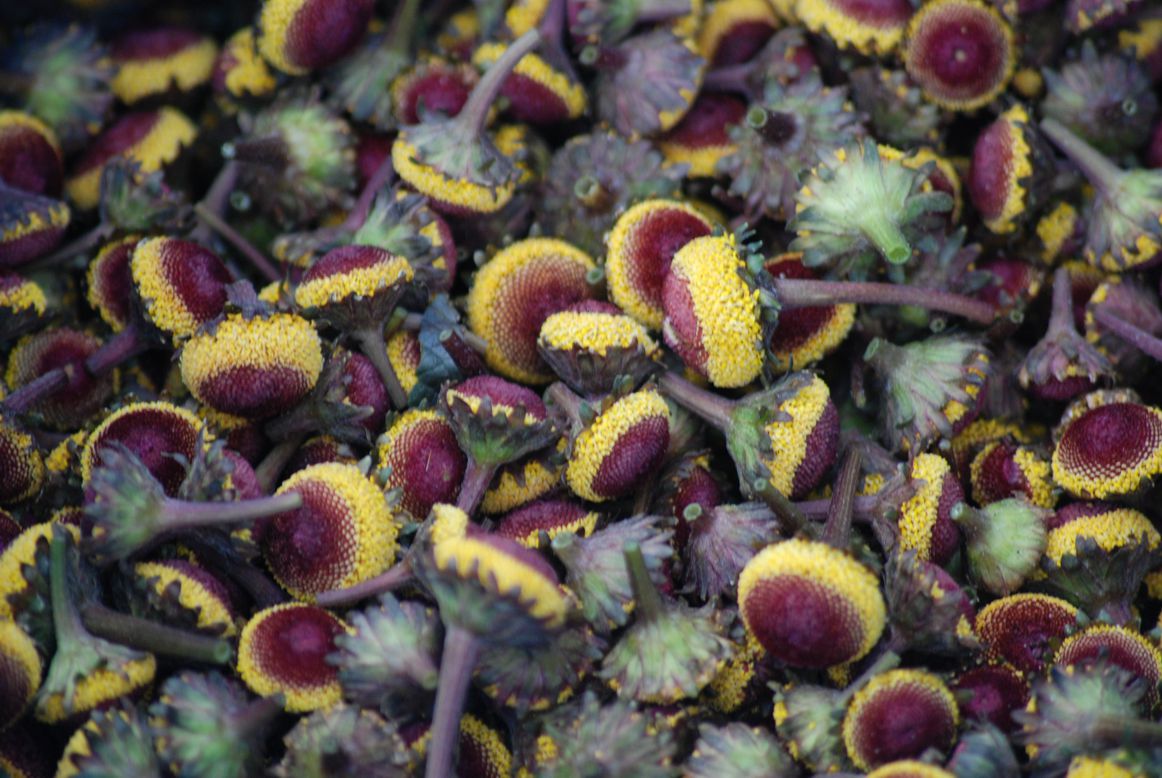 Acmella oleracea - niezwykła roślina