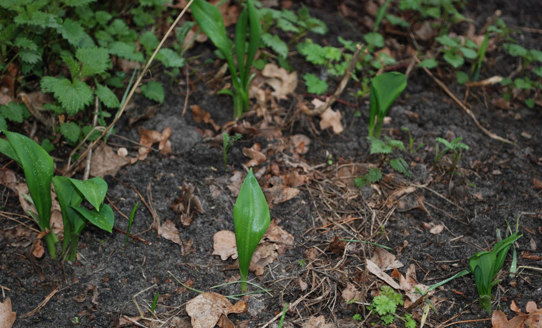 Mocarny czy niedźwiedzi czosnek?