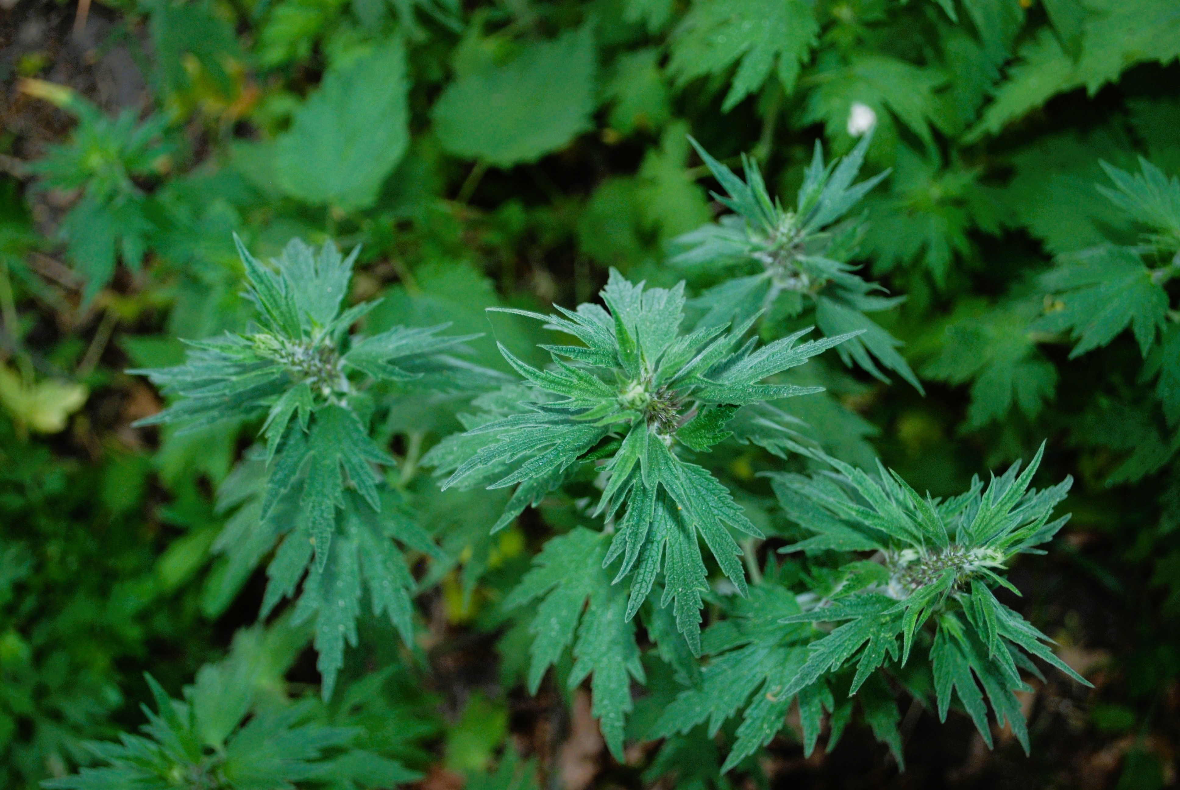 W nazwie zwyczajna, ale trochę niezwyczajna szanta