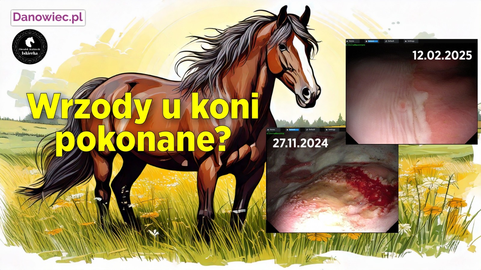 Czy zioła wyleczą wrzody u koni?