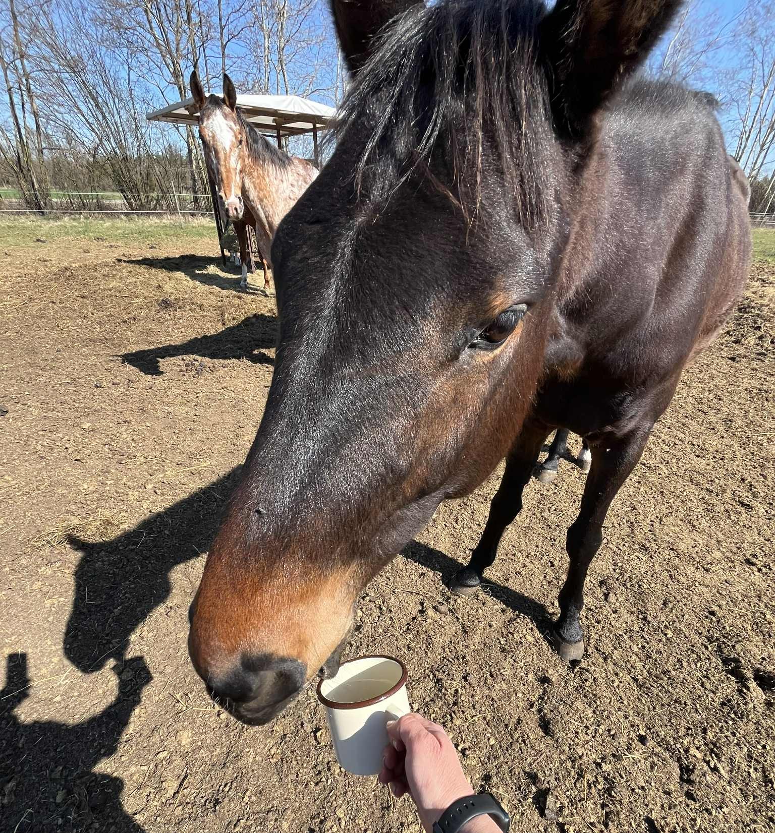 Hydrolat – co to jest i jak możemy go wykorzystać u koni?